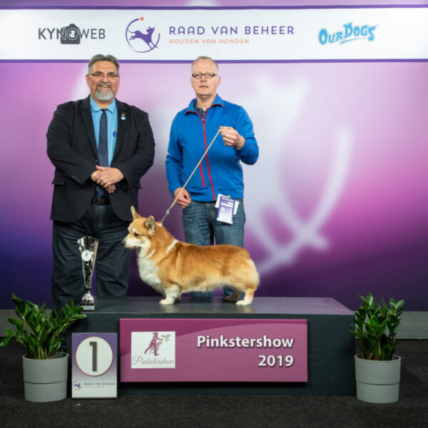 Pinkstershow  01-04-2019
Cacib Show Groningen
Otreks What Dreams Are Made Of "Guthrie"
Best Veteran of Breed, Best of Breed, Best Veteran in Show-3